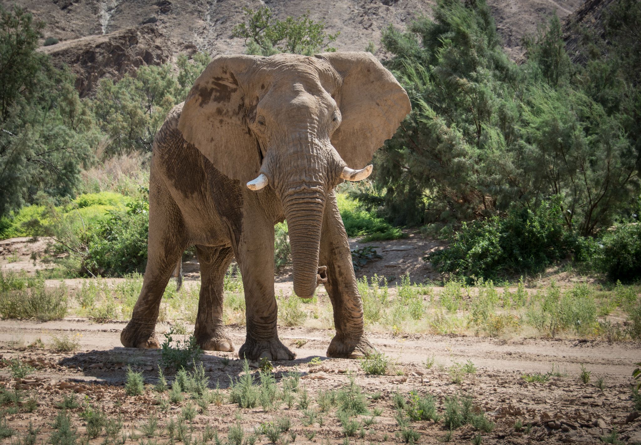 Elefant  Loxodonta africana